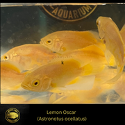 Lemon Oscar - ASTRONOTUS OCELLATUS - Live Fish 2"+