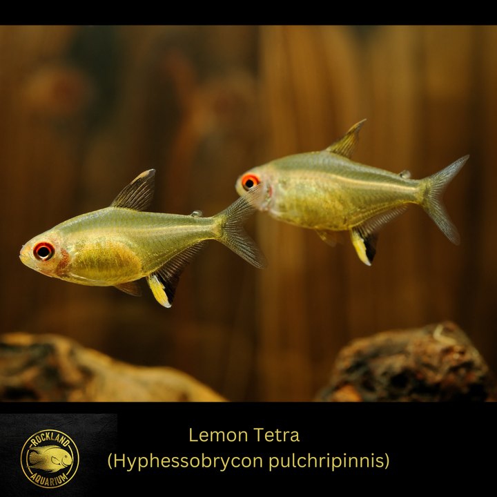 Lemon Tetra - Hyphessobrycon pulchripinnis - - Live Fish (.5" - 1")