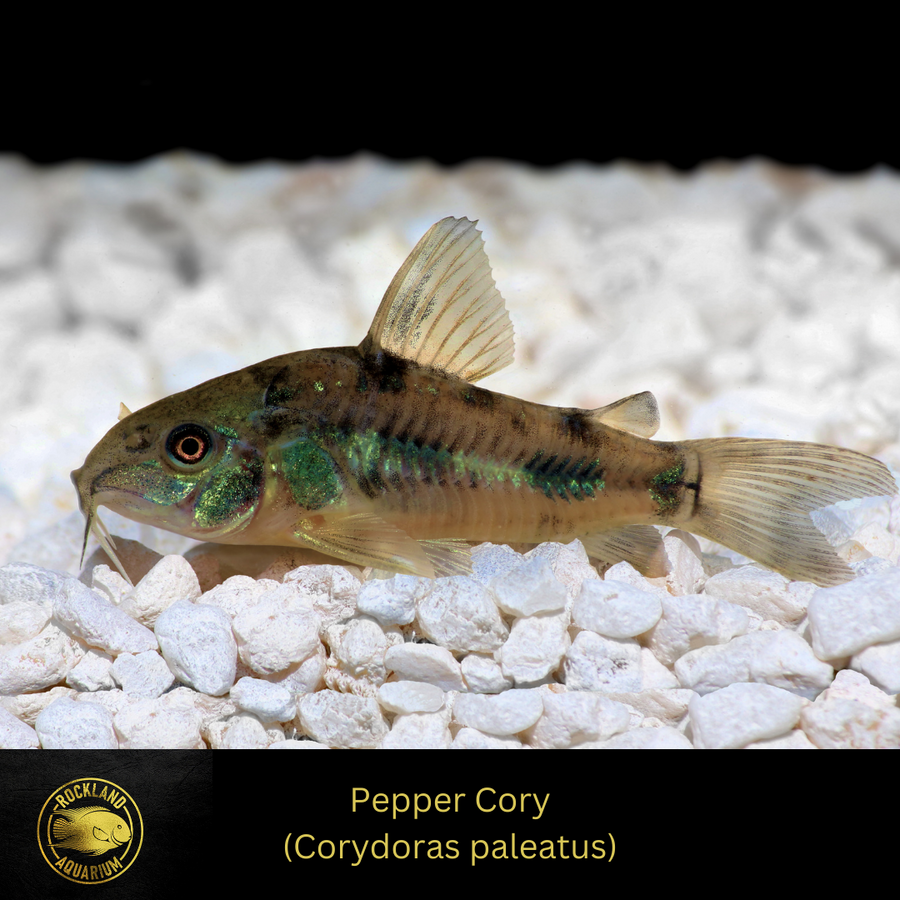 Products – Page 2 – Rockland Aquarium