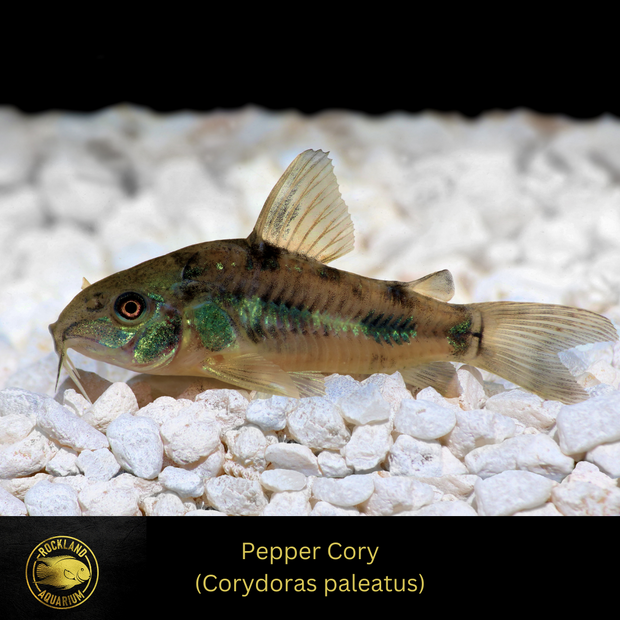 Corydoras Paleatus - Pepper Cory Catfish - Live Fish (75" - 1")