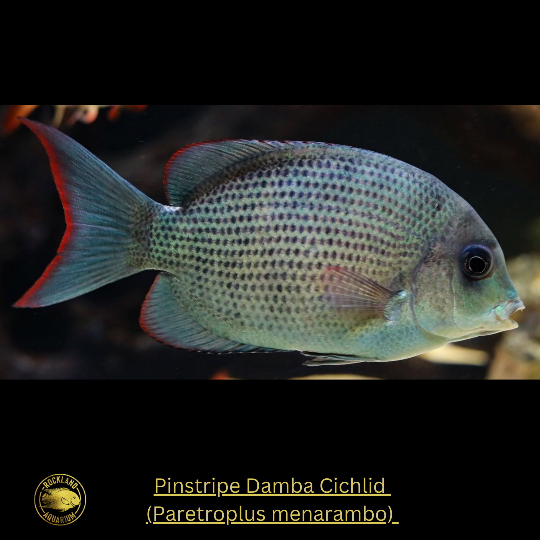 Pinstripe Damba Cichlid - Paretroplus menarambo - Live Fish