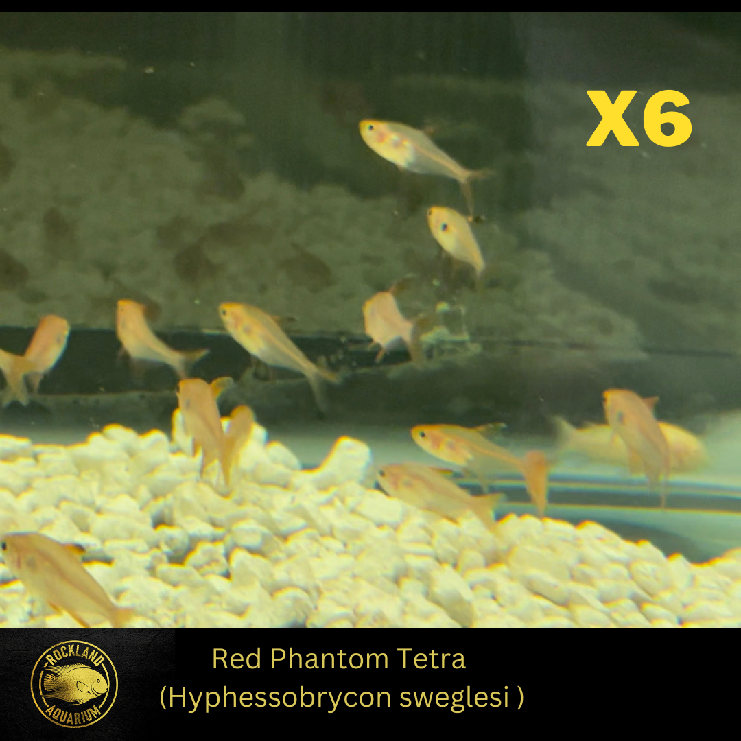 Red Phantom Tetra - Hyphessobrycon sweglesi - Live Fish (.5"-1")