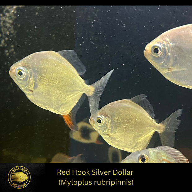 Red Hook Silver Dollar - Myloplus rubripinnis - Live Fish (3"-3.5")