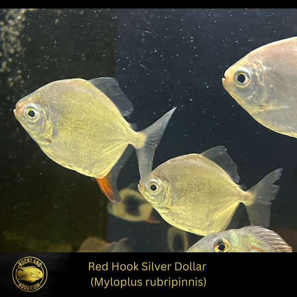 buy red hook silver dollar fish Red Hook Silver Dollar - Myloplus rubripinnis