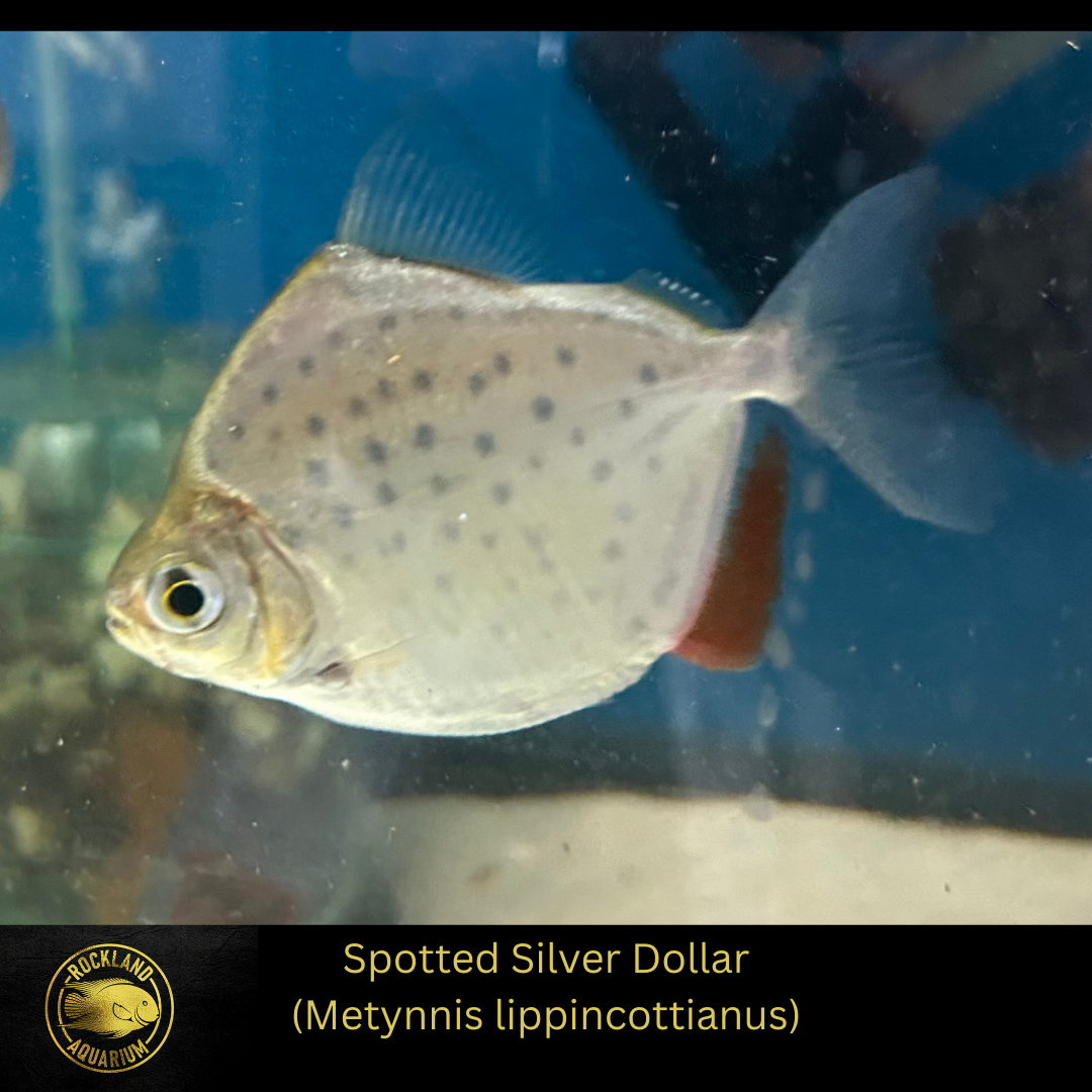Spotted Silver Dollar - Metynnis lippincottianus - Live Fish *