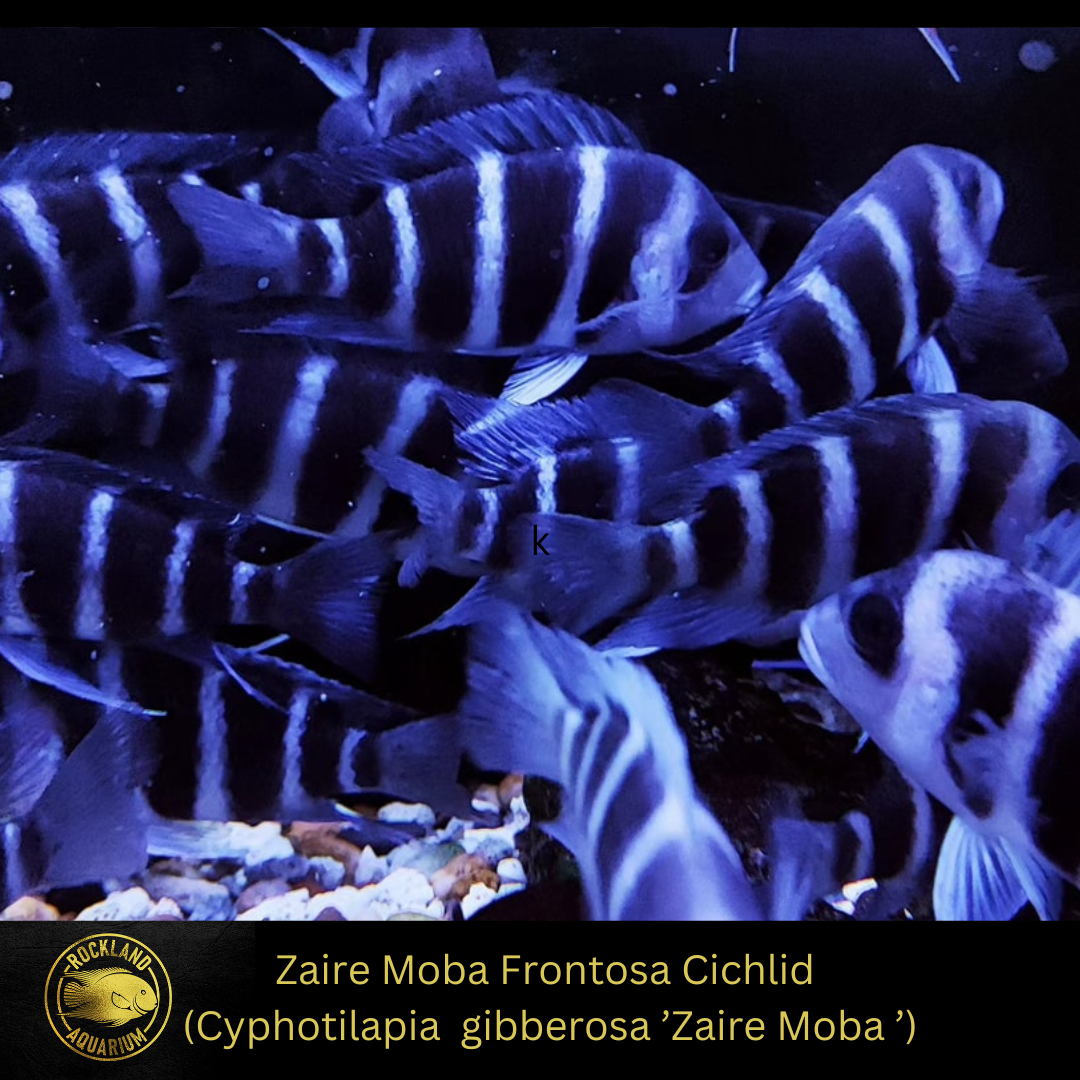 Zaire Moba Frontosa Cichlid  Cyphotilapia  gibberosa ’Zaire Moba ’- Live Fish