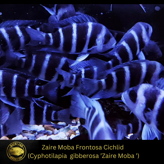 Zaire Moba Frontosa Cichlid  Cyphotilapia  gibberosa ’Zaire Moba ’- Live Fish (2"-2.5")