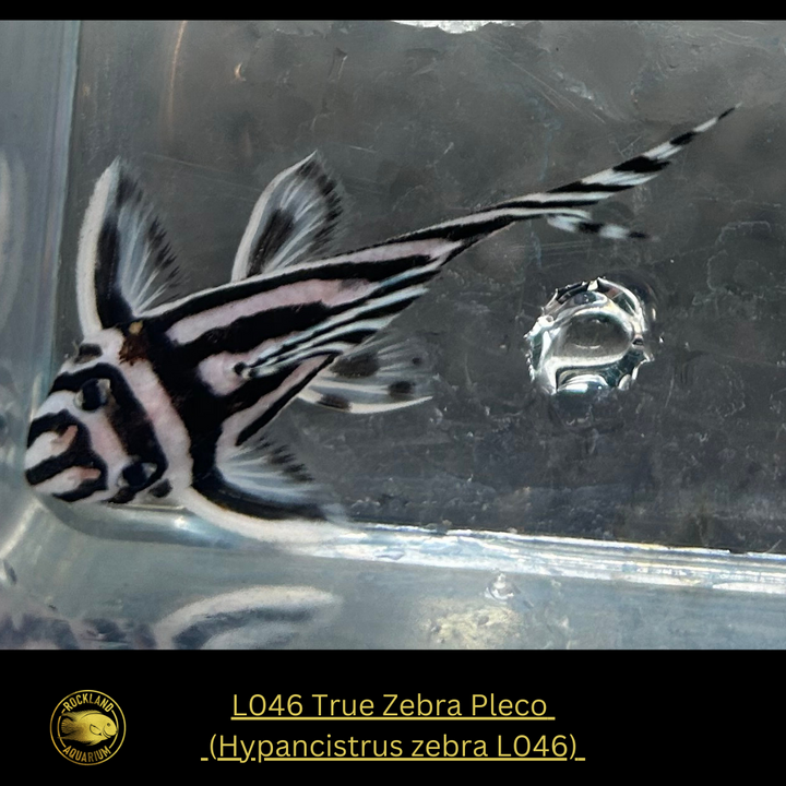 L046 True Zebra Pleco – Hypancistrus zebra L046 - Live Fish (One Item)
