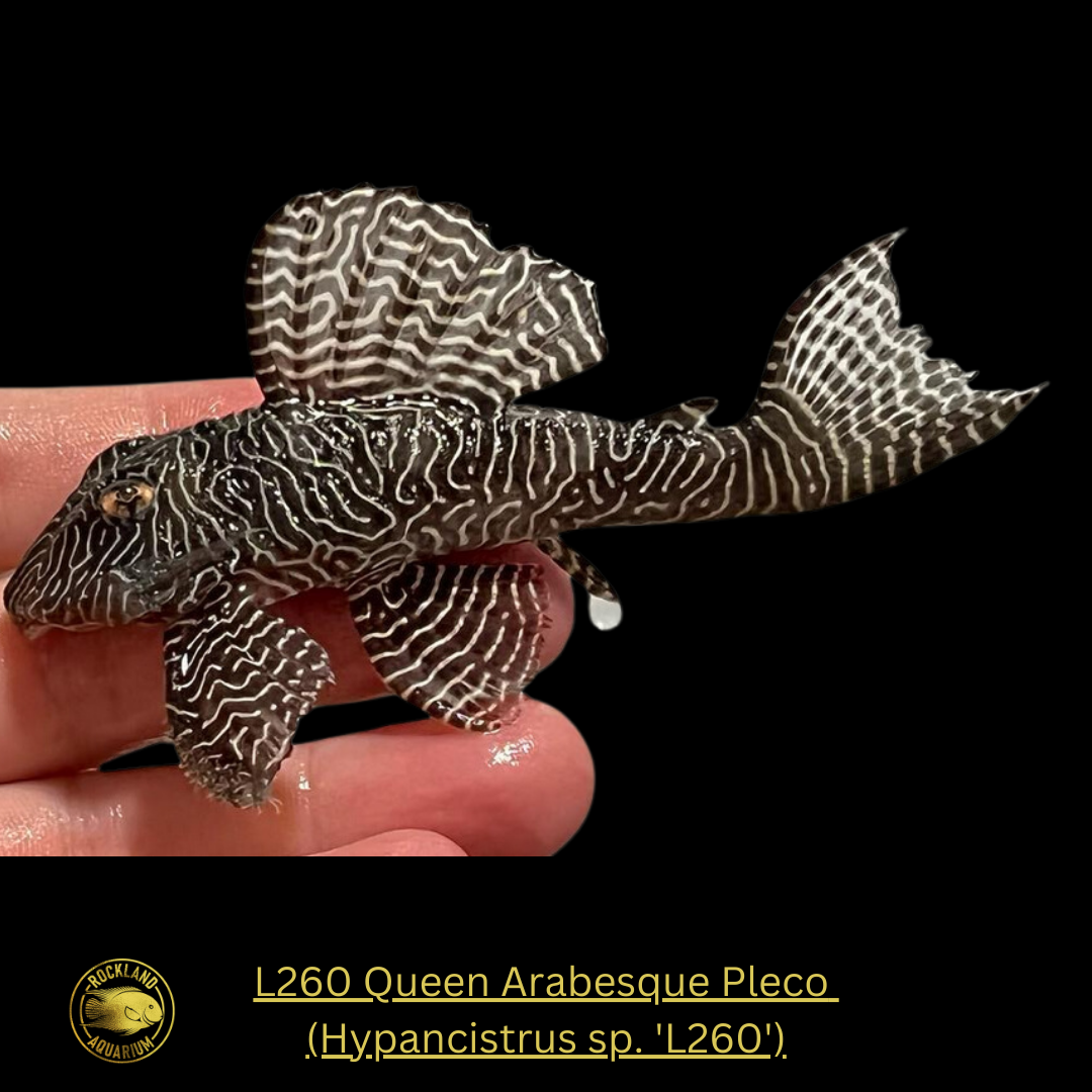 L260 Queen Arabesque Pleco - Hypancistrus sp. 'L260' - Live Fish (One