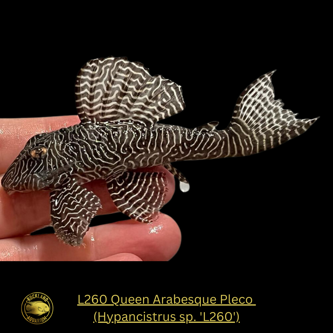 L260 Queen Arabesque Pleco  - Hypancistrus sp. 'L260' - Live Fish (One Item)