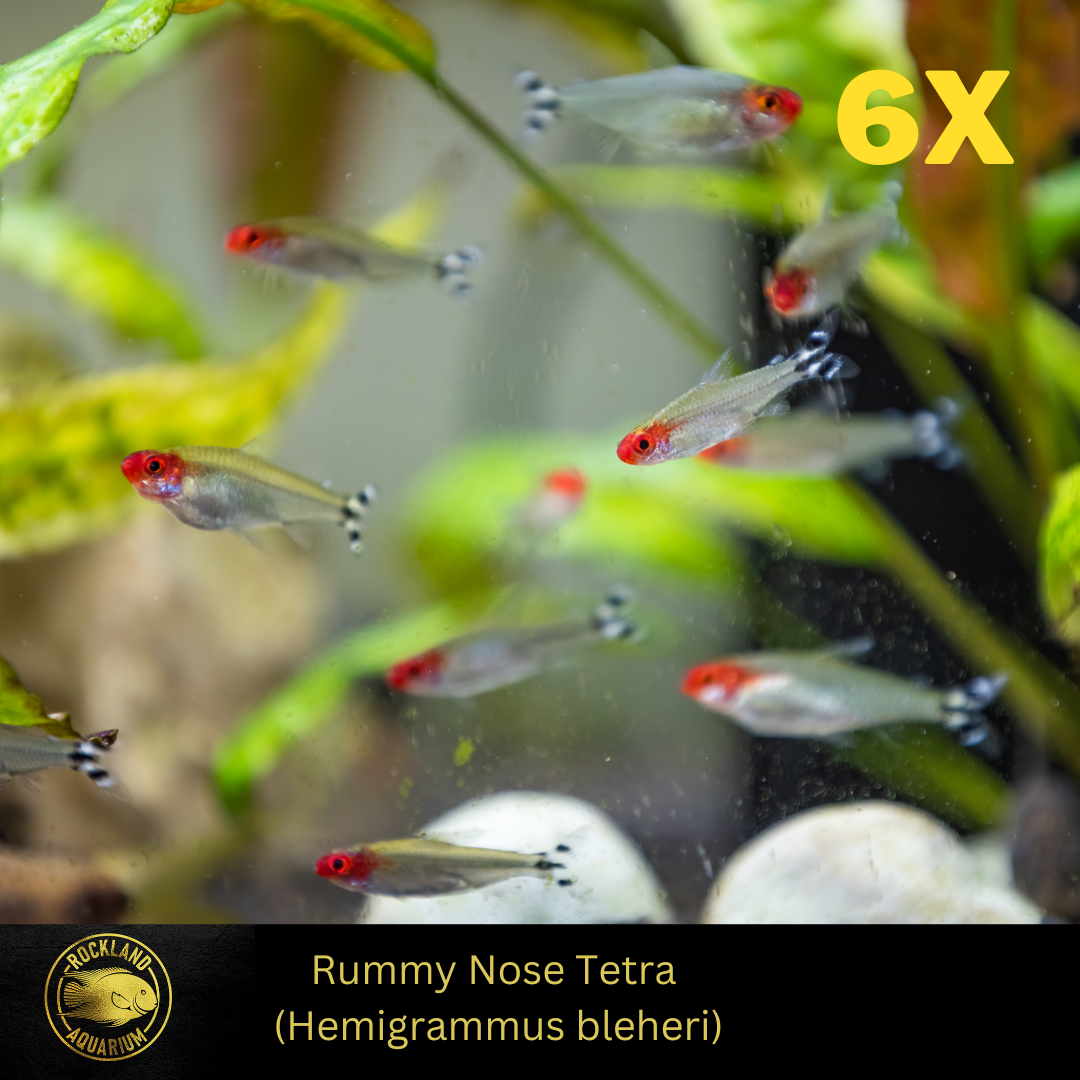 Rummynose Tetra - Petitella bleheri - - Live Fish