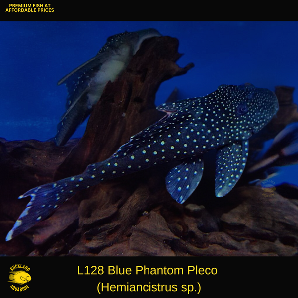 Phantom Blue Caught Live! ファントム・ブルー ライヴ Blue Phantom (L-128) Plecostomus: Tropical Fish for Freshwater