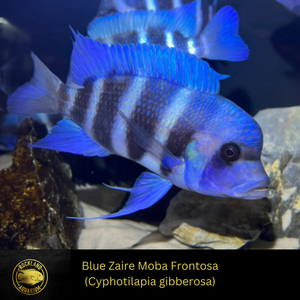 アフリカンシクリッド 、フロントーサ、Cyphotilapia frontosa blue アフリカンシクリッド 、フロントーサ、Cyphotilapia frontosa blue