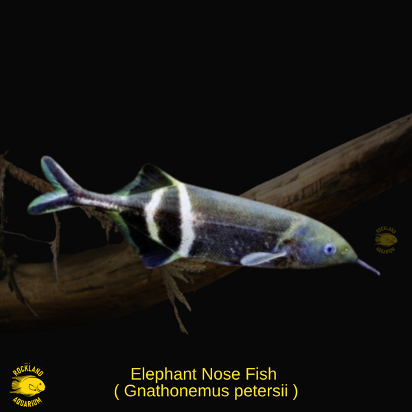 elephant nose fish site plantedtank.net - Gnathonemus petersii – Oddball surf-fishing-tackle Diamond Fishing Products Diamond Color:NO FADE Black