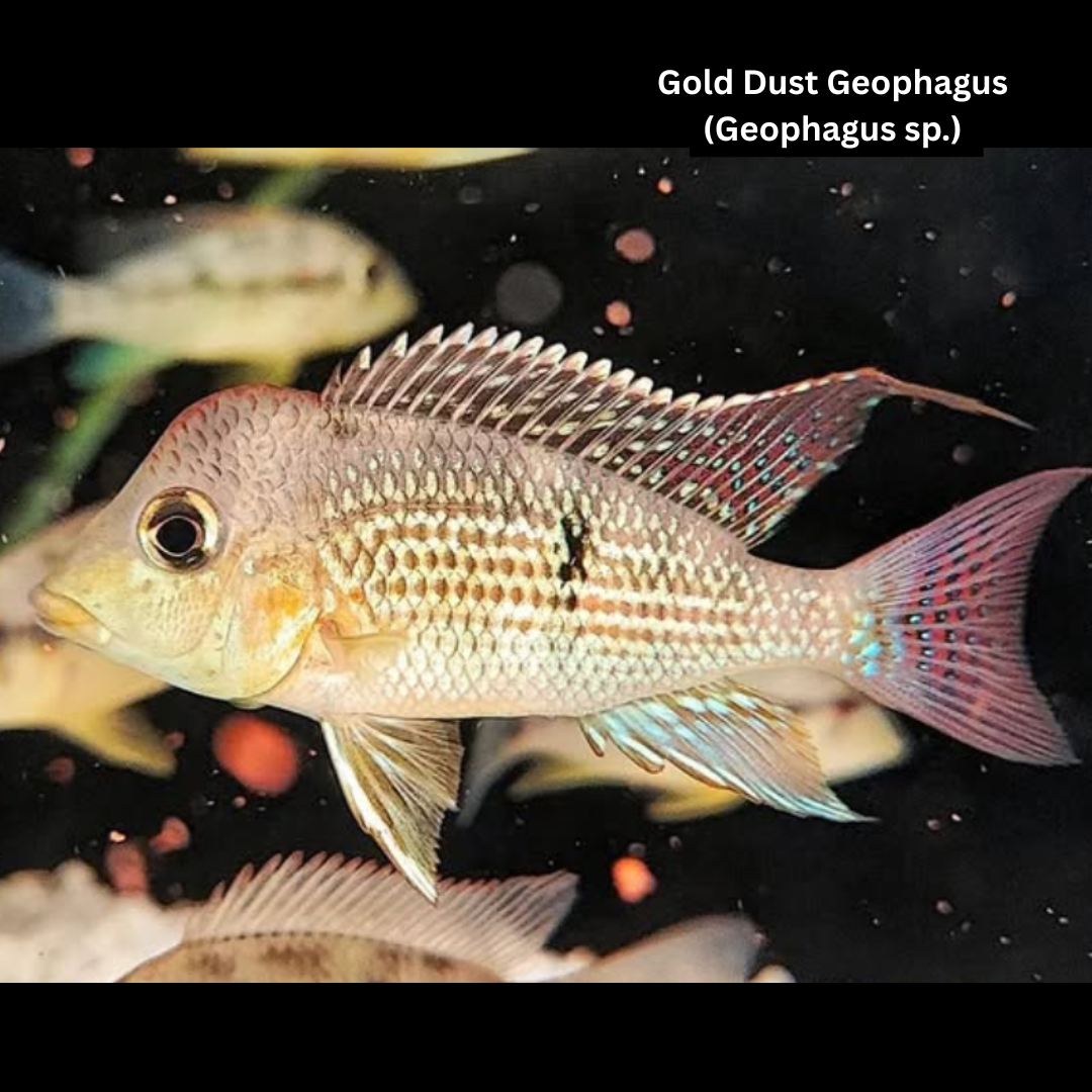 Gold Dust Geophagus - Geophagus sp. – Live Fish
