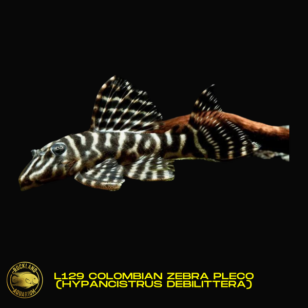 L129 Columbia Zebra Pleco – Hypancistrus debilittera - Live Fish (One