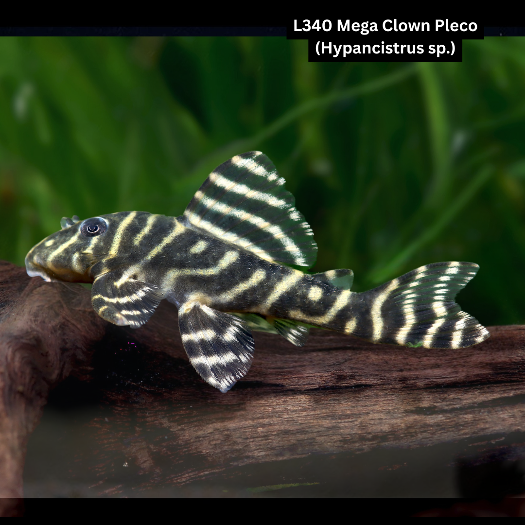 L340 Mega Clown Pleco – Hypancistrus sp. - Live Fish