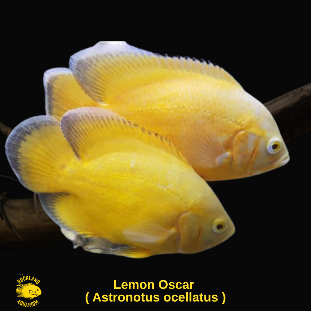 Lemon Oscar - Astronotus ocellatus - Live Fish