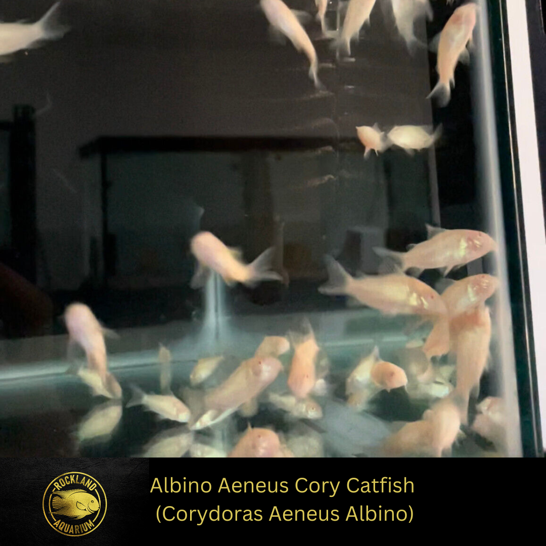 Live Albino Cory Catfish Peaceful Community Fish