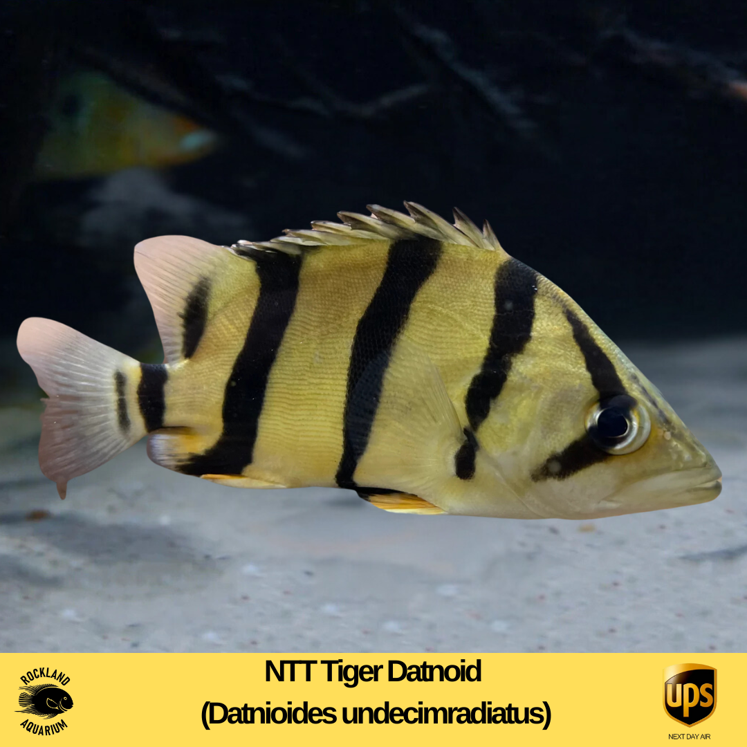 NTT Tiger Datnoid - Datnioides undecimradiatus - Live Fish