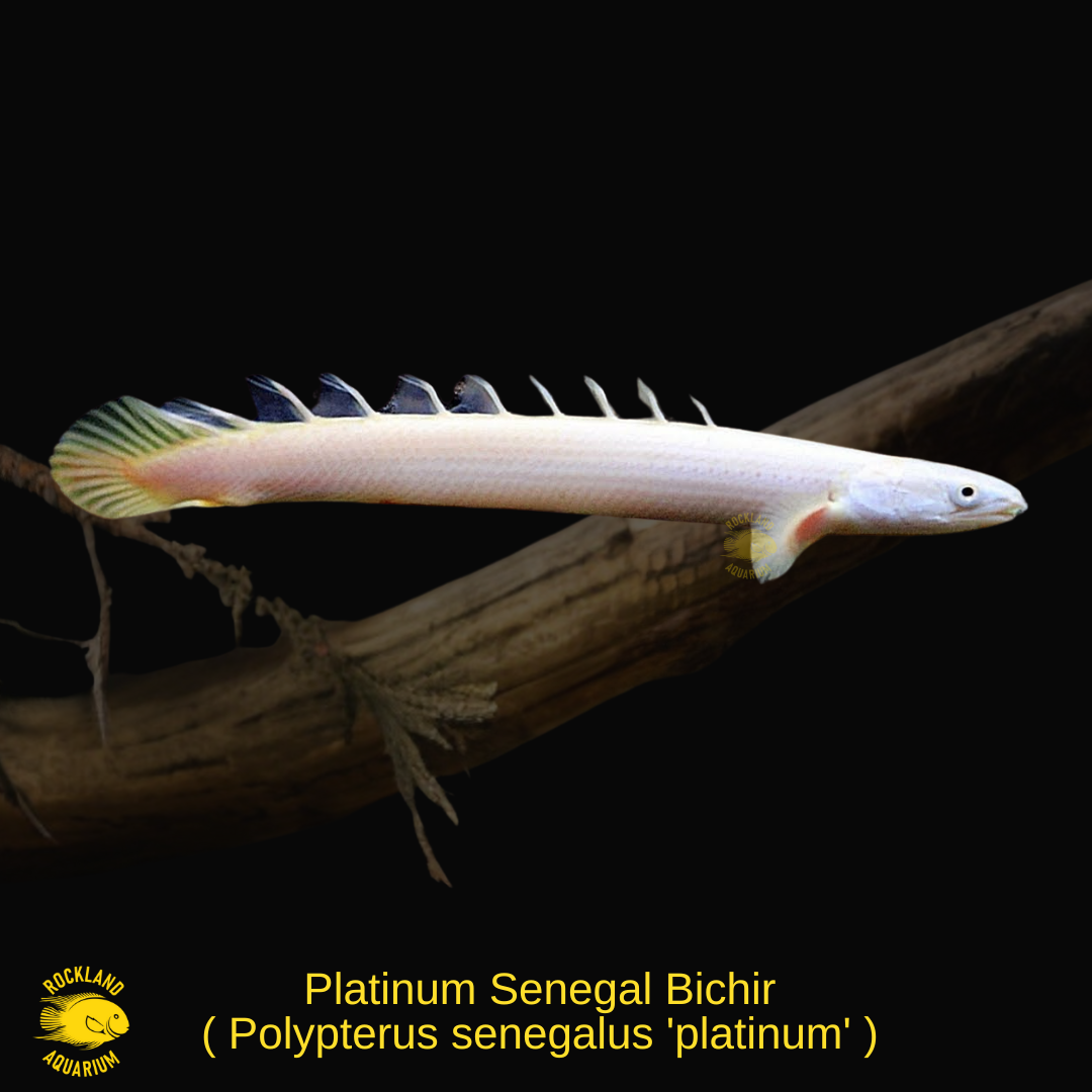 Senegal Fish Large Platinum Senegal Bichir - Polypterus senegalus 'platinum' - Live Fish