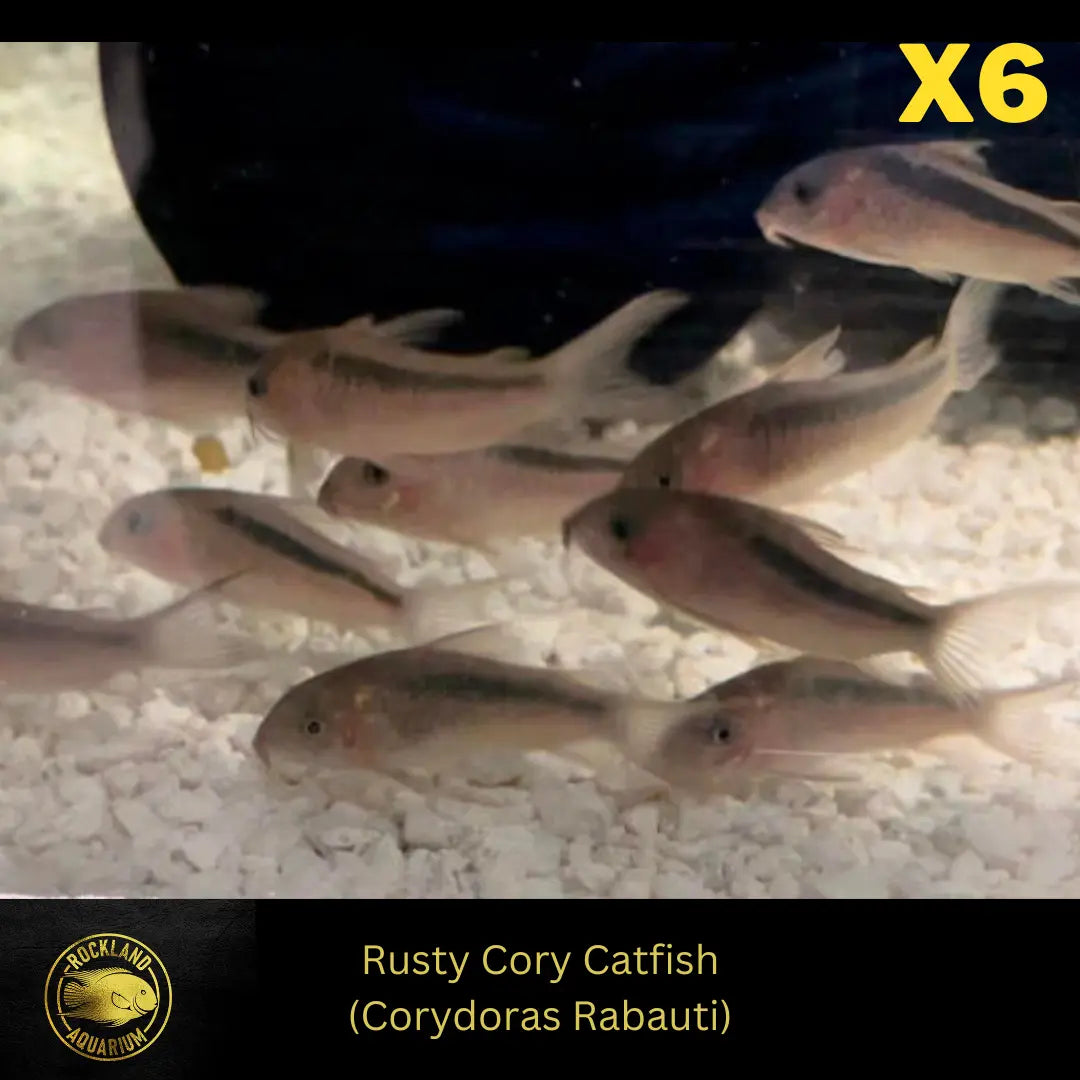 Corydoras rabauti - Rust Cory Catfish - Live Fish (75" - 1")