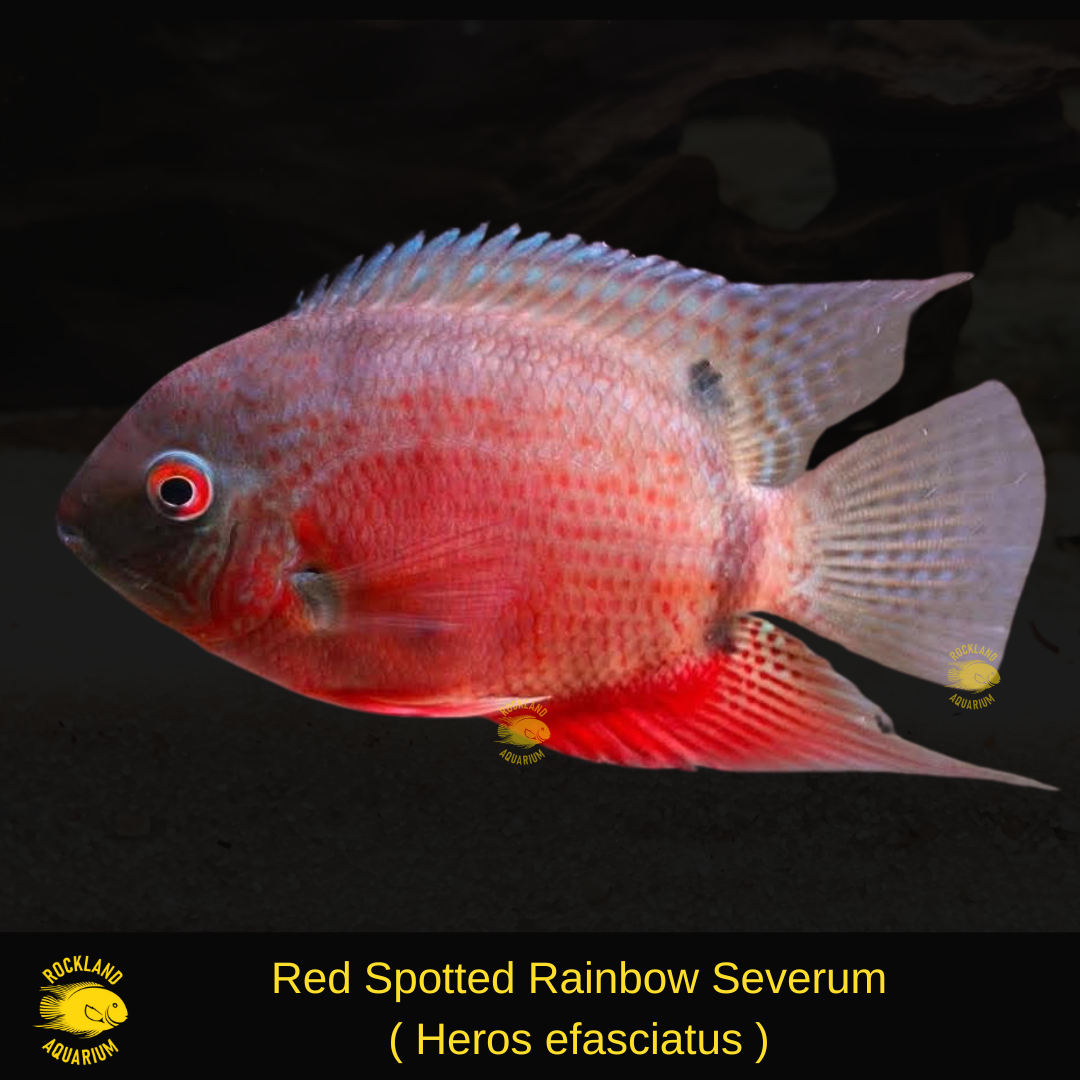 Red Spotted Rainbow Severum - Heros sp. efasciatus - Live Fish (Multip