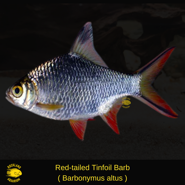 Red Fin Barb Fish