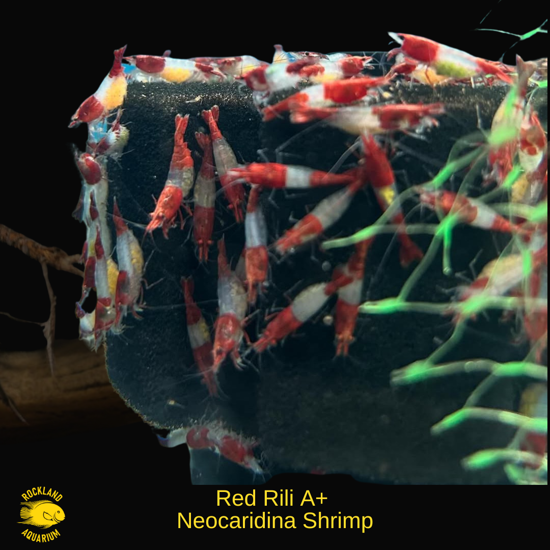 Red Ril Red Rili A+ Neocaridina Shrimp - Live