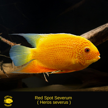 Severum