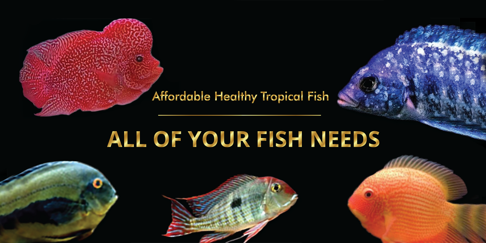 Discount sales tropical fish