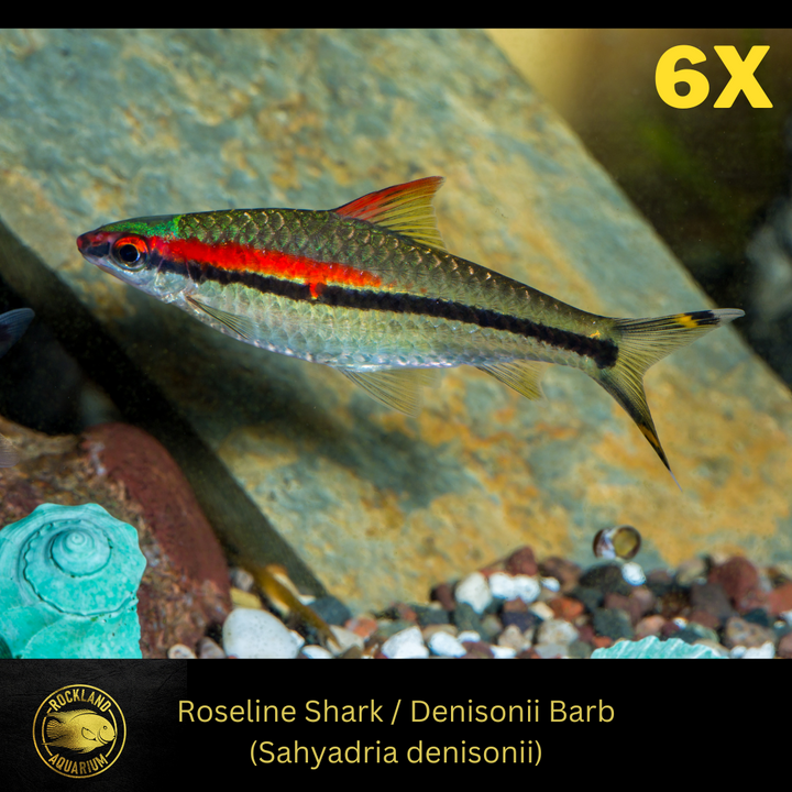 Live Denison barb Home Aquarium Roseline Shark Vibrant Colours Freshwater fish  6x, (2"+)