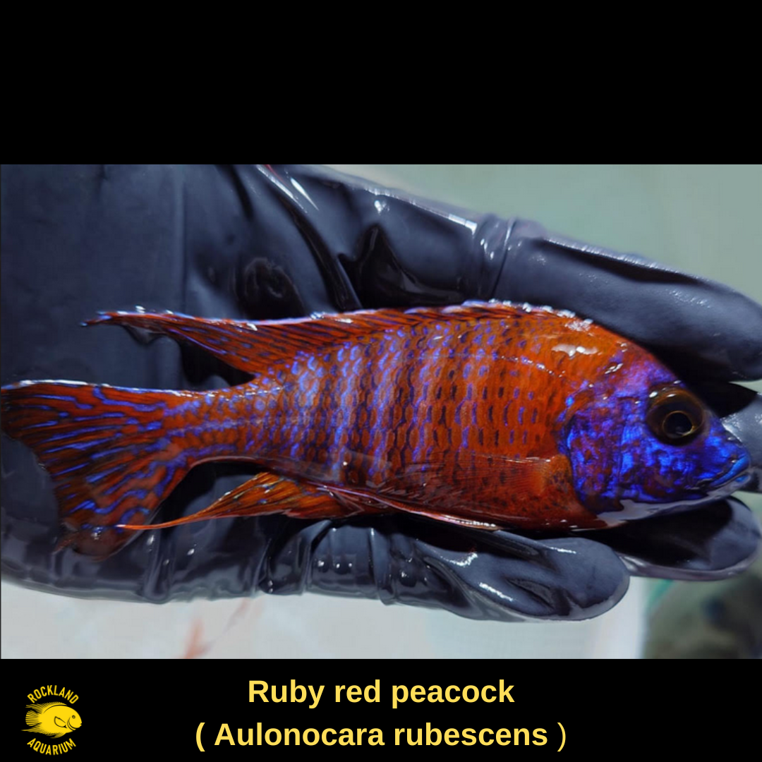 Ruby Red Fish Eating Fish Ruby red peacock MALE - Aulonocara rubescens - Live Fish (A GRADE)
