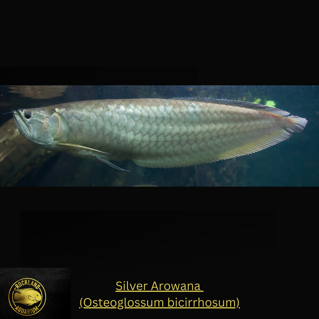 Silver Arowana - Osteoglossum bicirrhosum - Pellet Trained - Live Fish