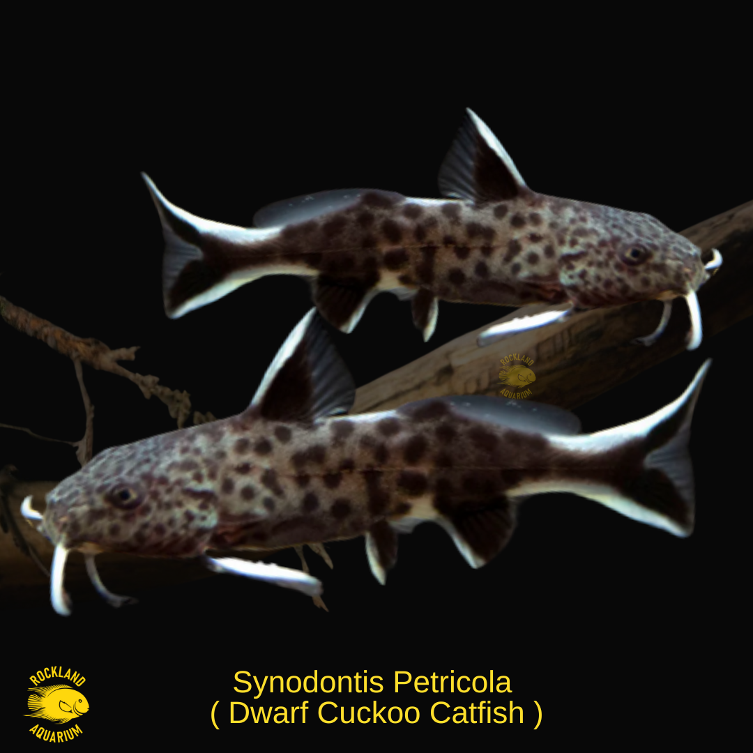 Cookoo Fish Synodontis Petricola - Dwarf Cuckoo Catfish - Live Fish