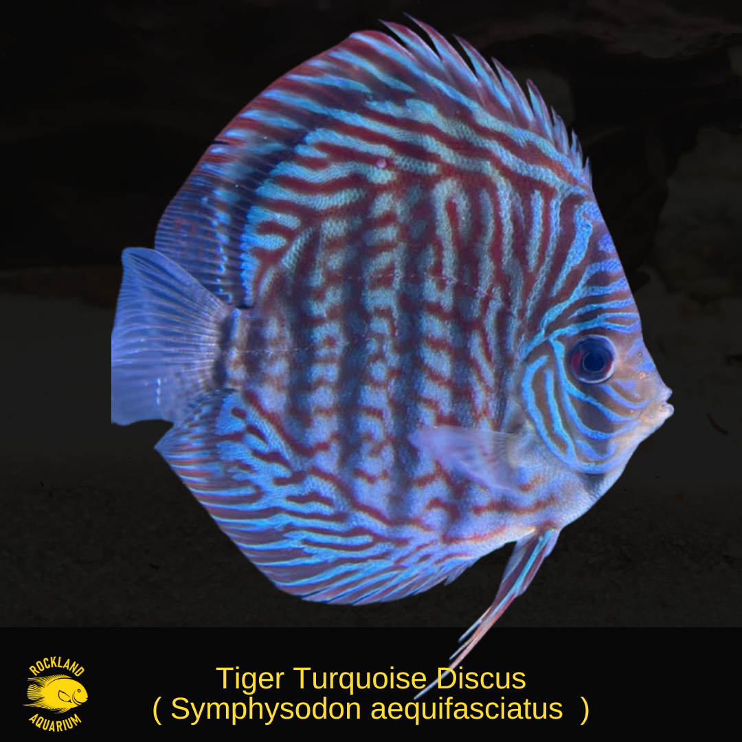Tiger Turquoise Discus - Symphysodon aequifasciatus - Live Fish