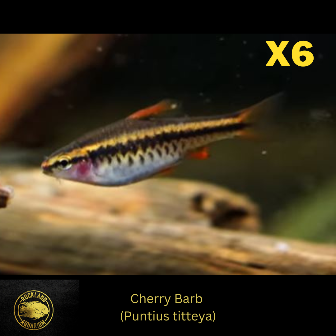 6x Tropical live Aquarium Fish Live Cherry Barbs (.5"-1")