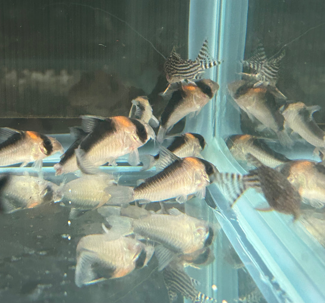 Live Adolfoi Cory Catfish Freshwater Aquarium Social Omnivorous Fish (75" - 1")