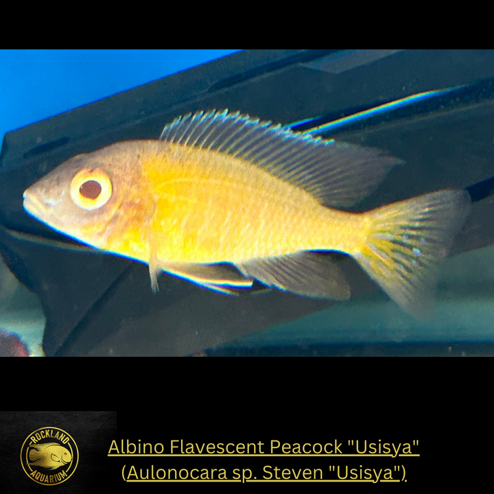 Live Albino Flavescent Peacock Vibrant Freshwater Fish