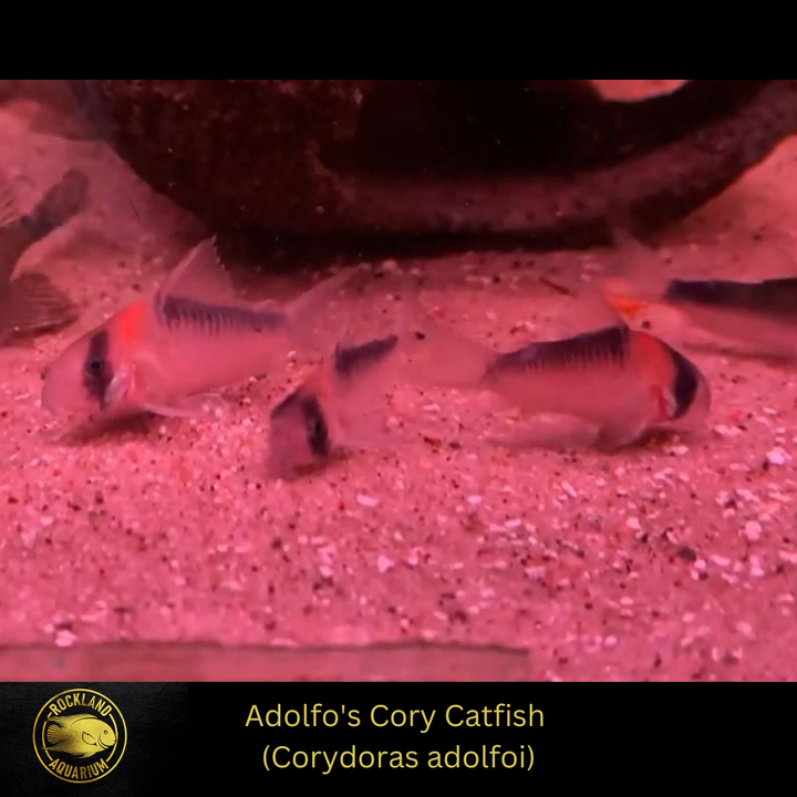 Live Adolfoi Cory Catfish Freshwater Aquarium Social Omnivorous Fish (75" - 1")