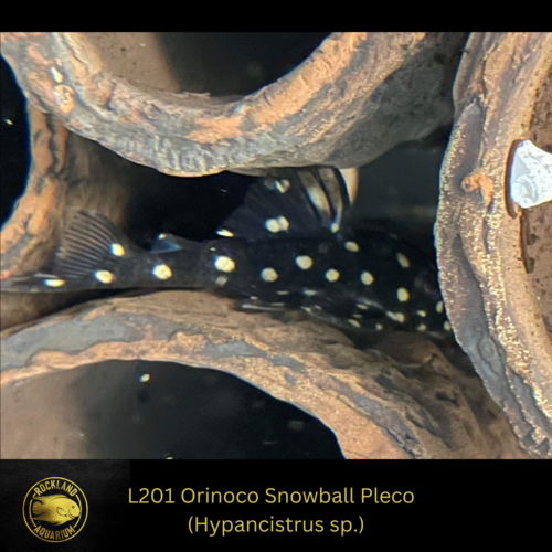 L201 Orinoco Snowball Pleco Hypancistrus sp. Live Fish (One Item) (1.5”-2”)
