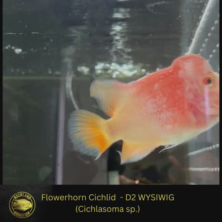 Flowerhorn Cichlid - Cichlasoma sp. - Live Fish (3.5"- 4") D2 WYSIWIG