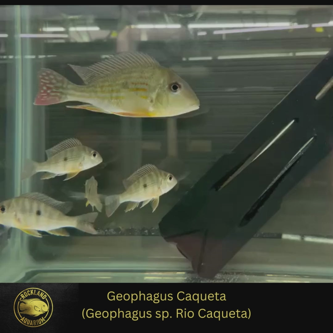 Geophagus Caqueta - Geophagus sp. Rio Caqueta - Live Fish - (Multiple Size)