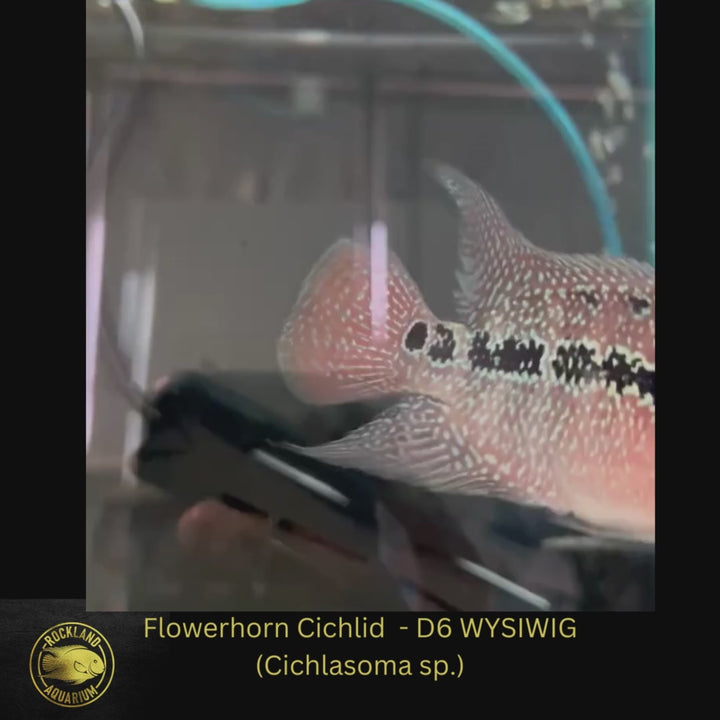 Copy of SRD Flowerhorn Cichlid - Cichlasoma sp. - Live Fish (3.5"- 4") D6 WYSIWIG
