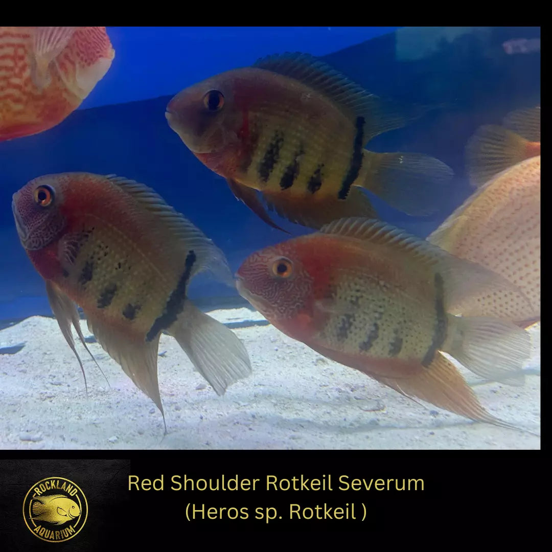 Red Shoulder Severum