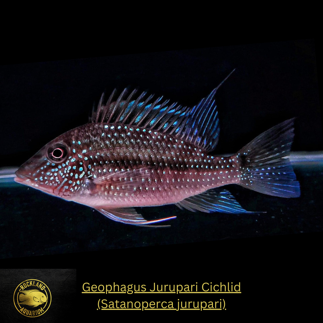Jurupari Eartheater Geophagus - Satanoperca jurupari - Live Fish (Multiple Size)