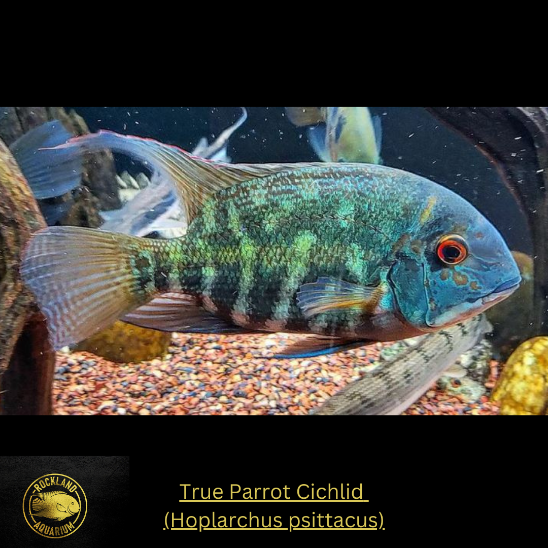 True Parrot Cichlid - Hoplarchus psittacus - - Live Fish