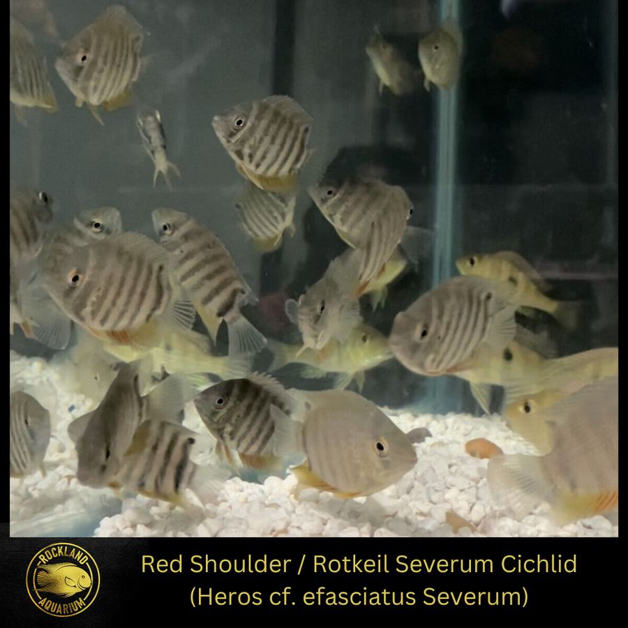 Red Shoulder Severum "Heros sp." Rotkeil Severum Live Fish Rockland