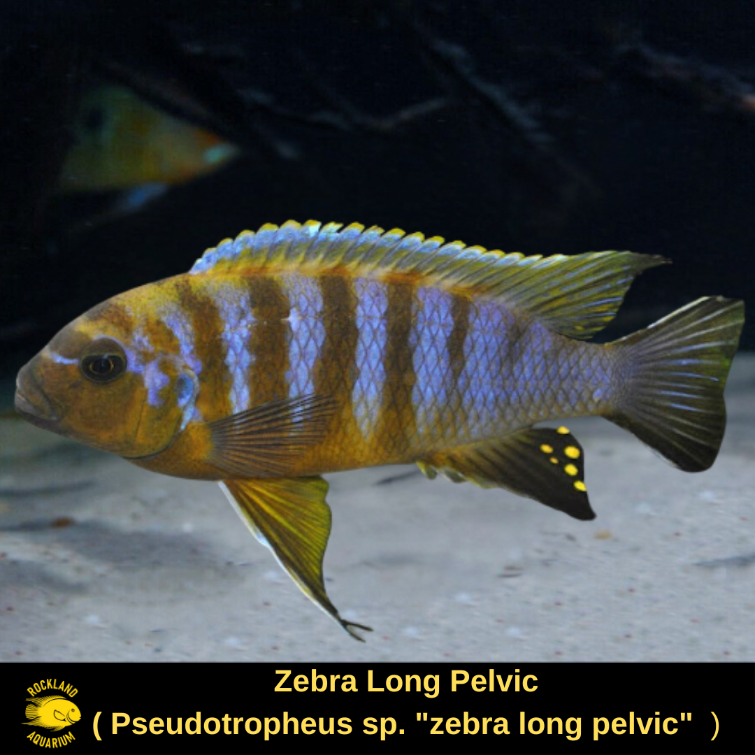 Zebra Long Pelvic - Pseudotropheus sp. - Live Fish (A GRADE) Zebra Long Pelvic - Pseudotropheus sp. - Live Fish (A GRADE)