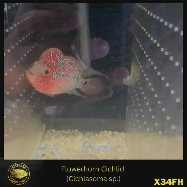 Flowerhorn Cichlid - Cichlasoma sp. - Live Fish (3.5"- 4")